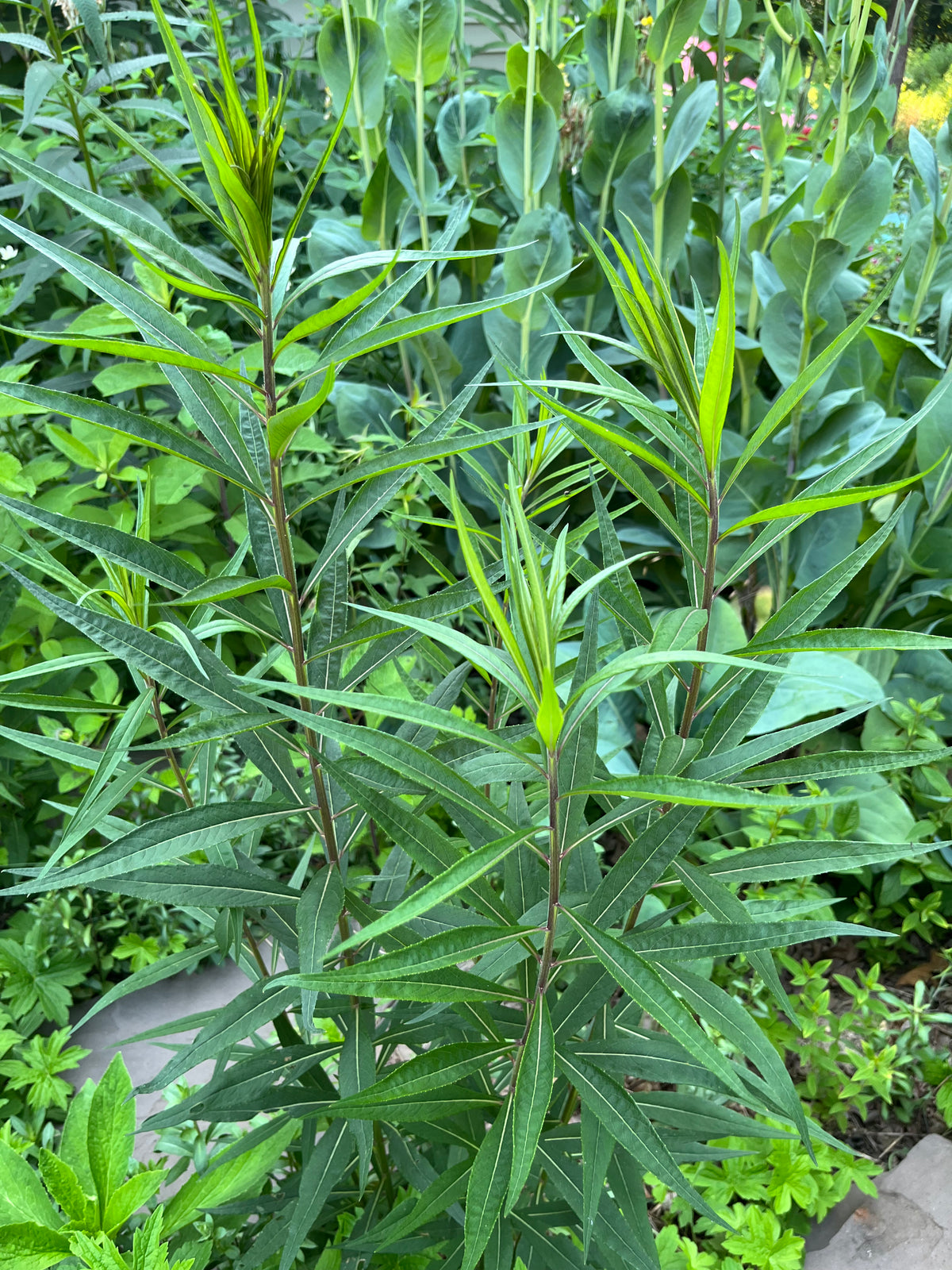 Vernonia noveboracensis