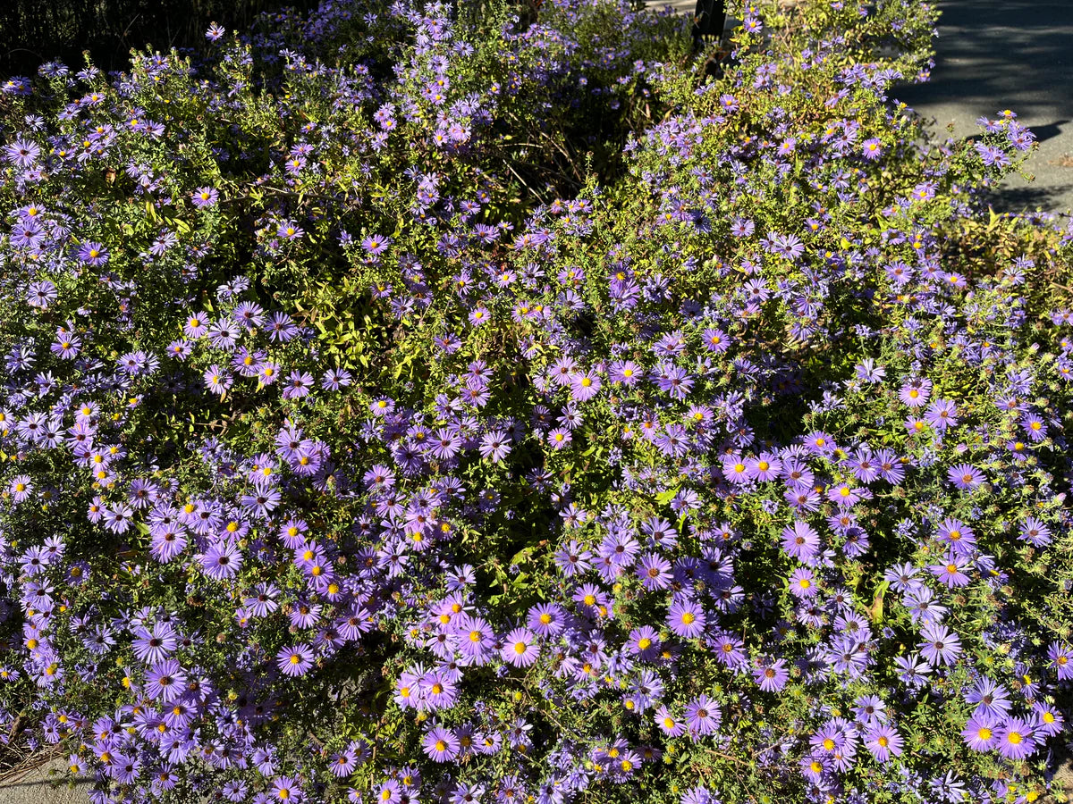 Symphyotrichum oblongifolium ‘October Skies’
