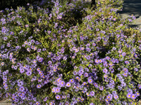 Symphyotrichum oblongifolium ‘October Skies’