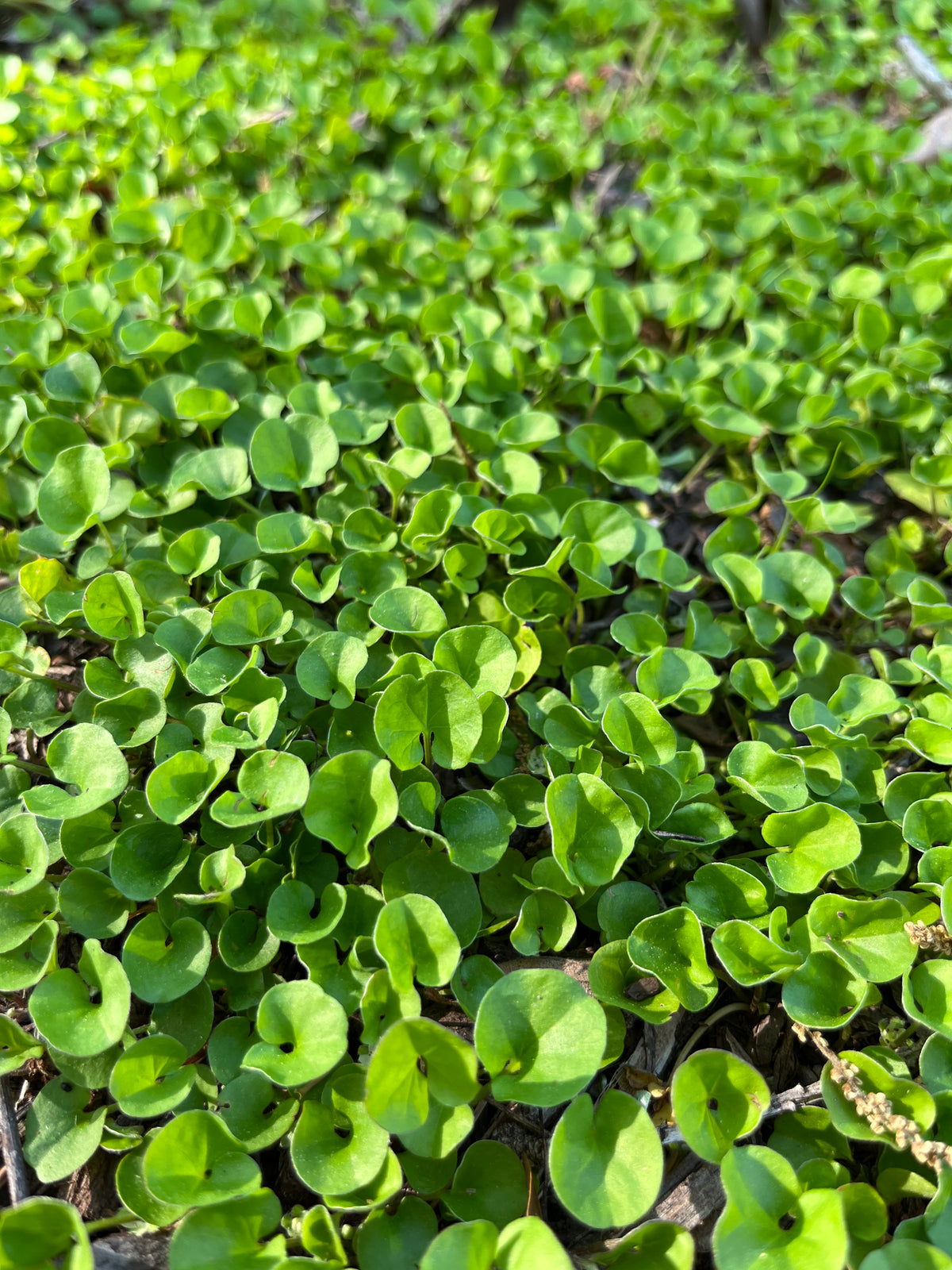 Dichondra carolinensis