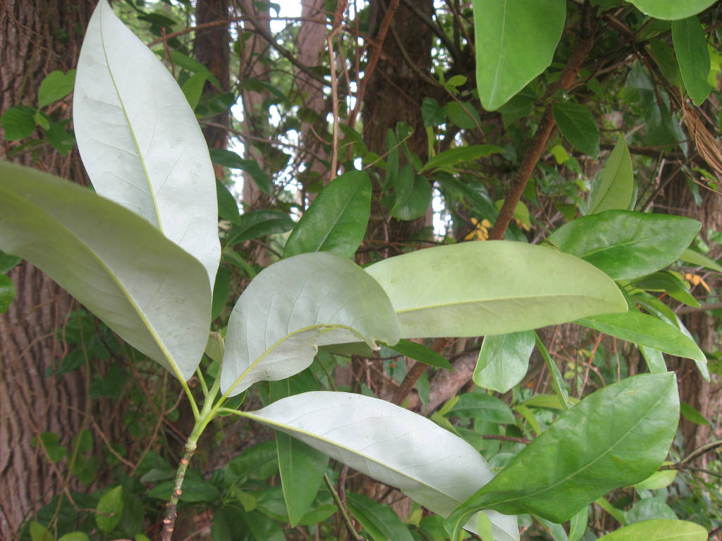 Magnolia virginiana