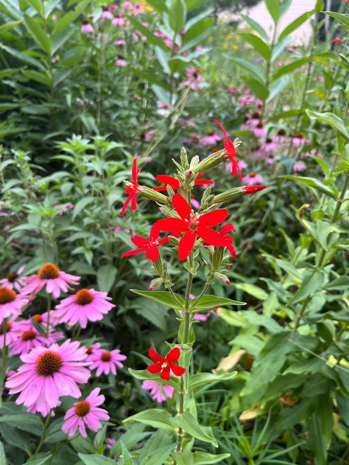 Silene regia