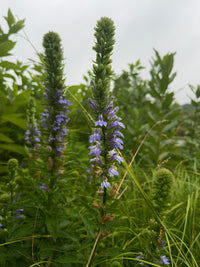 Lobelia siphilitica