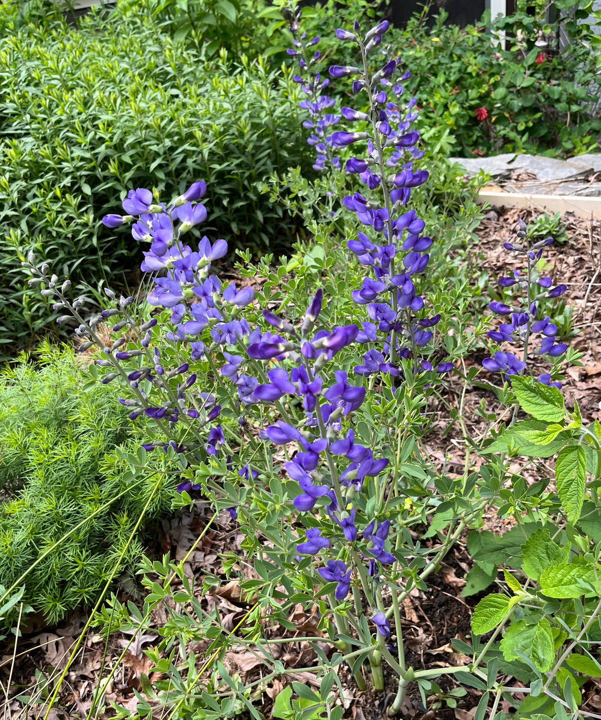 Baptisia australis