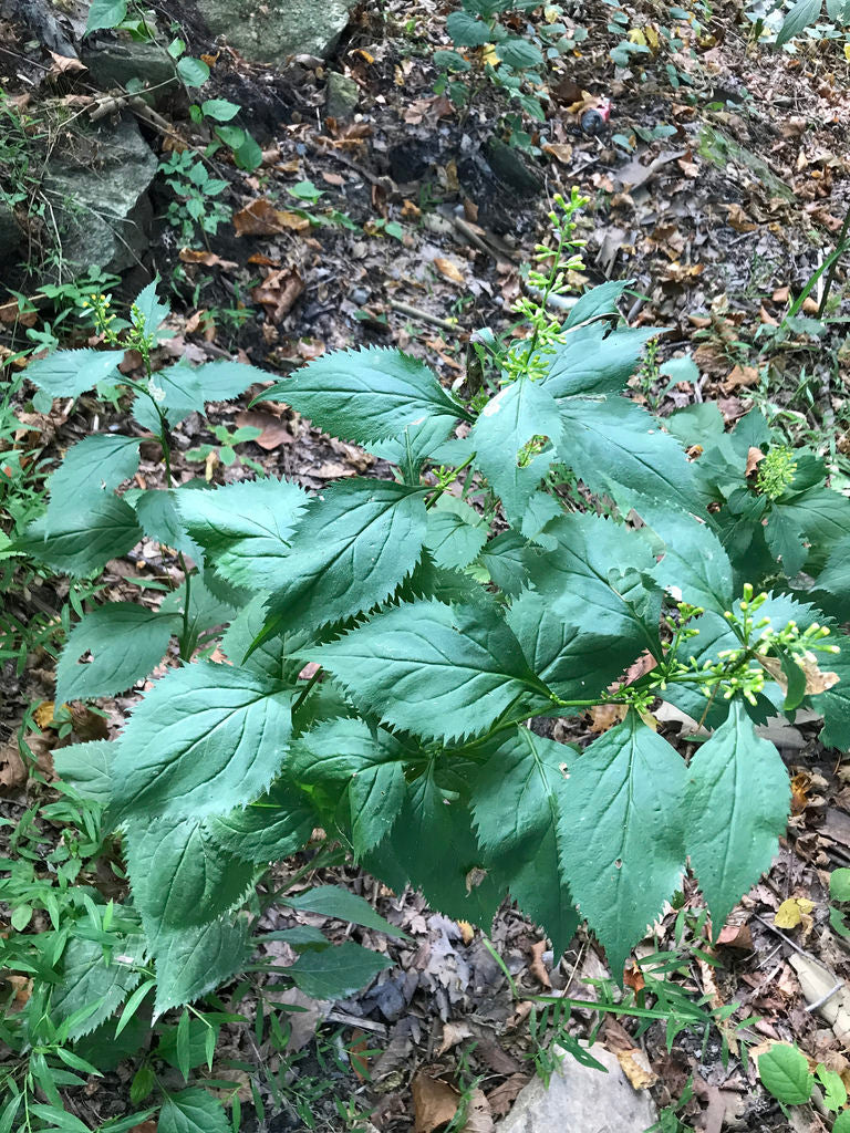 Solidago flexicaulis