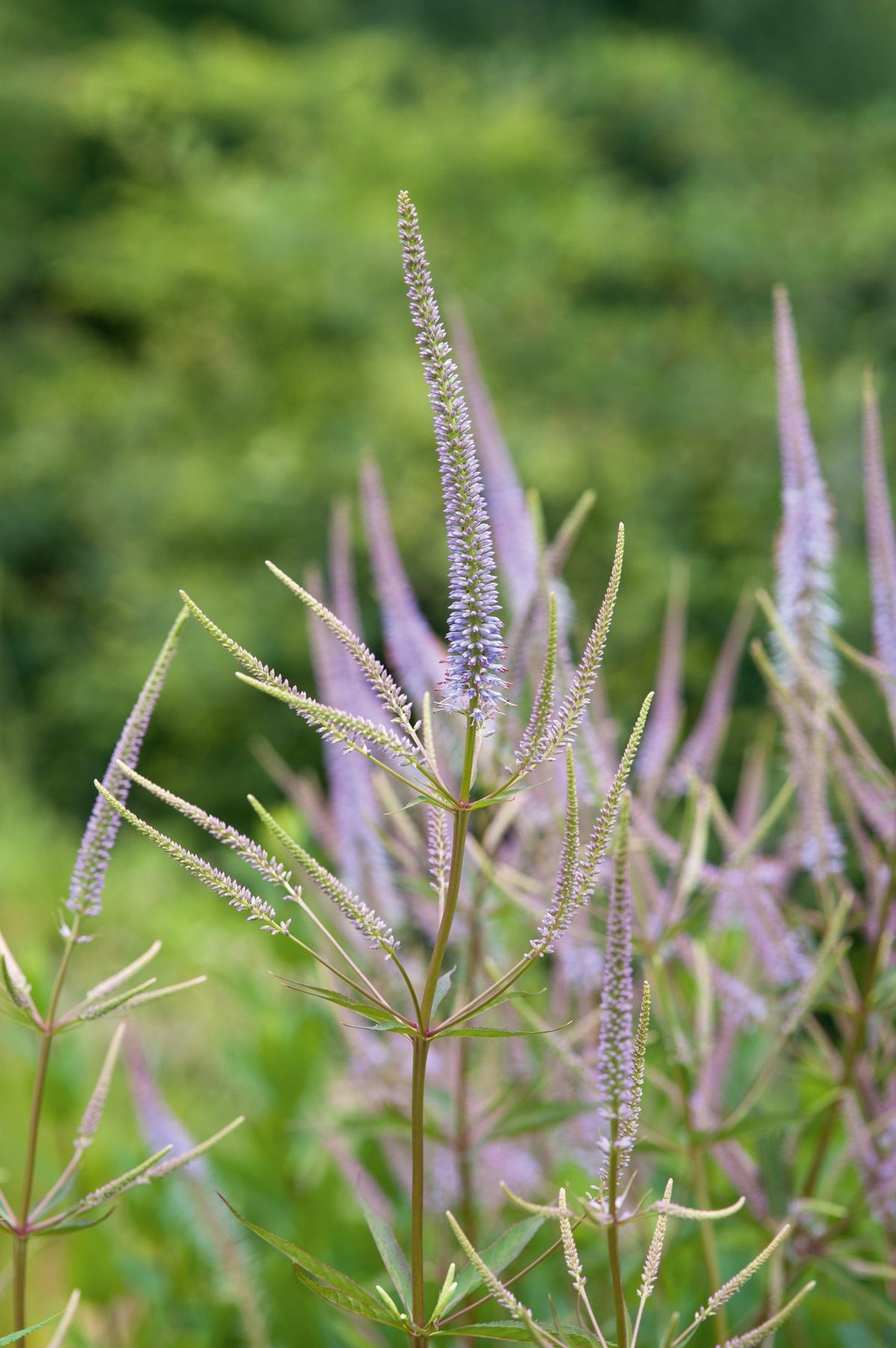 Veronicastrum virginicum var. caeruleum