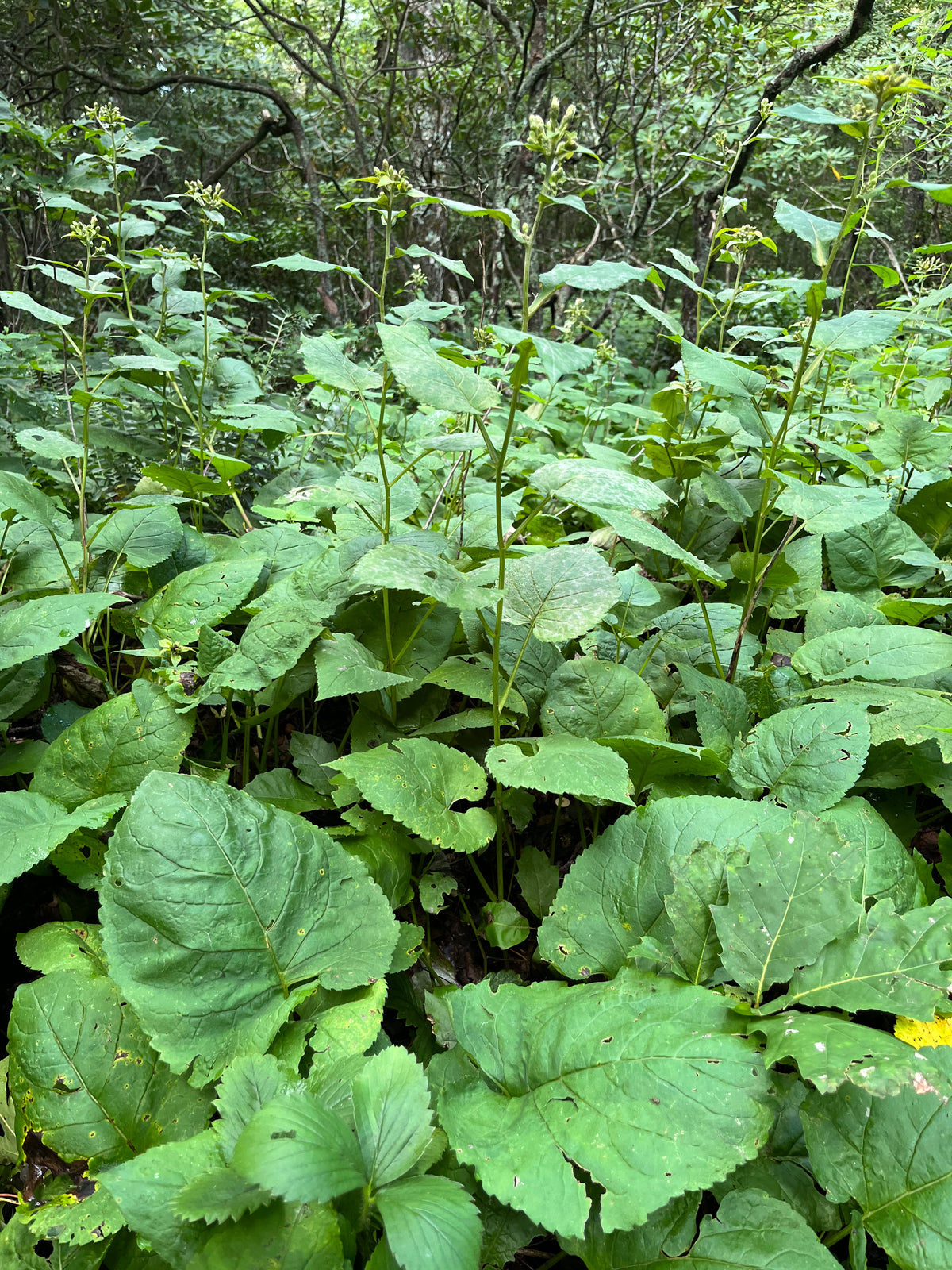 Symphyotrichum cordifolium