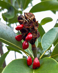 Magnolia virginiana