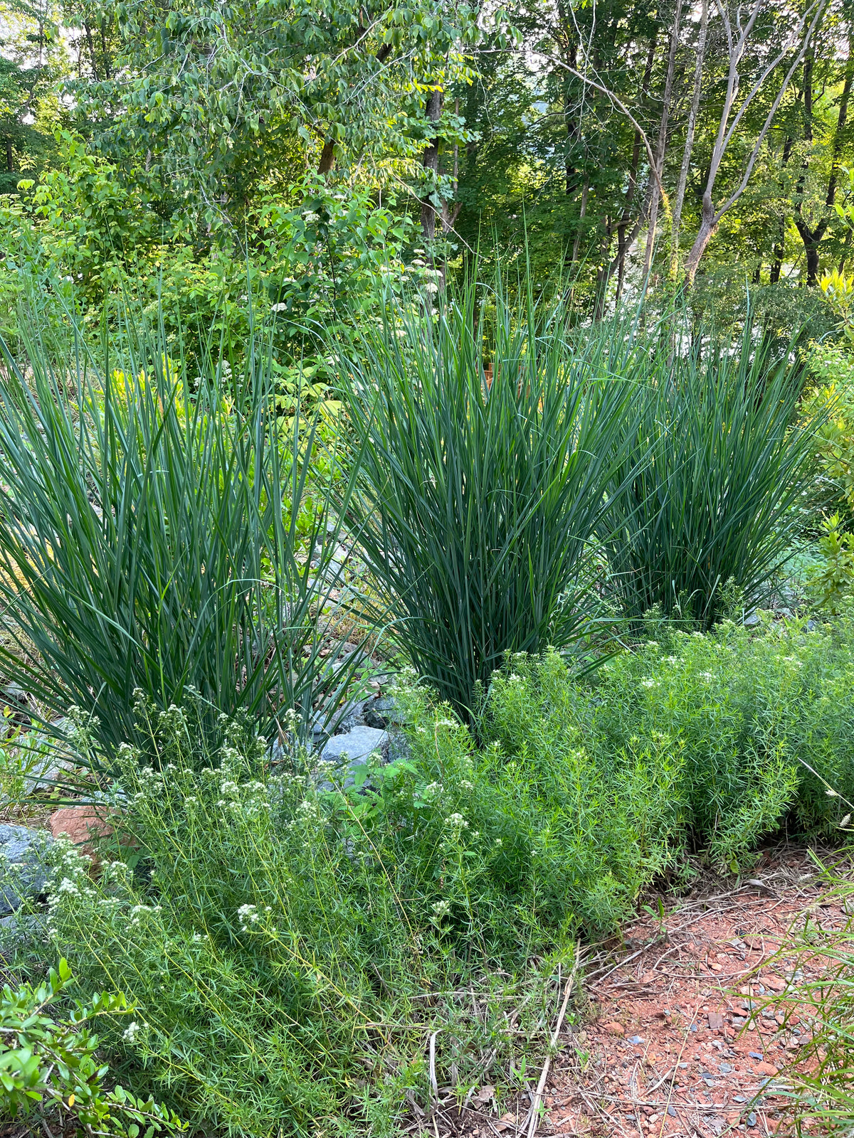 Panicum virgatum 'Cloud Nine'