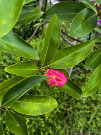 Magnolia virginiana