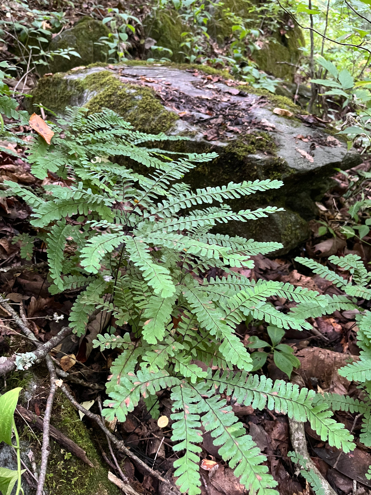 Adiantum pedatum