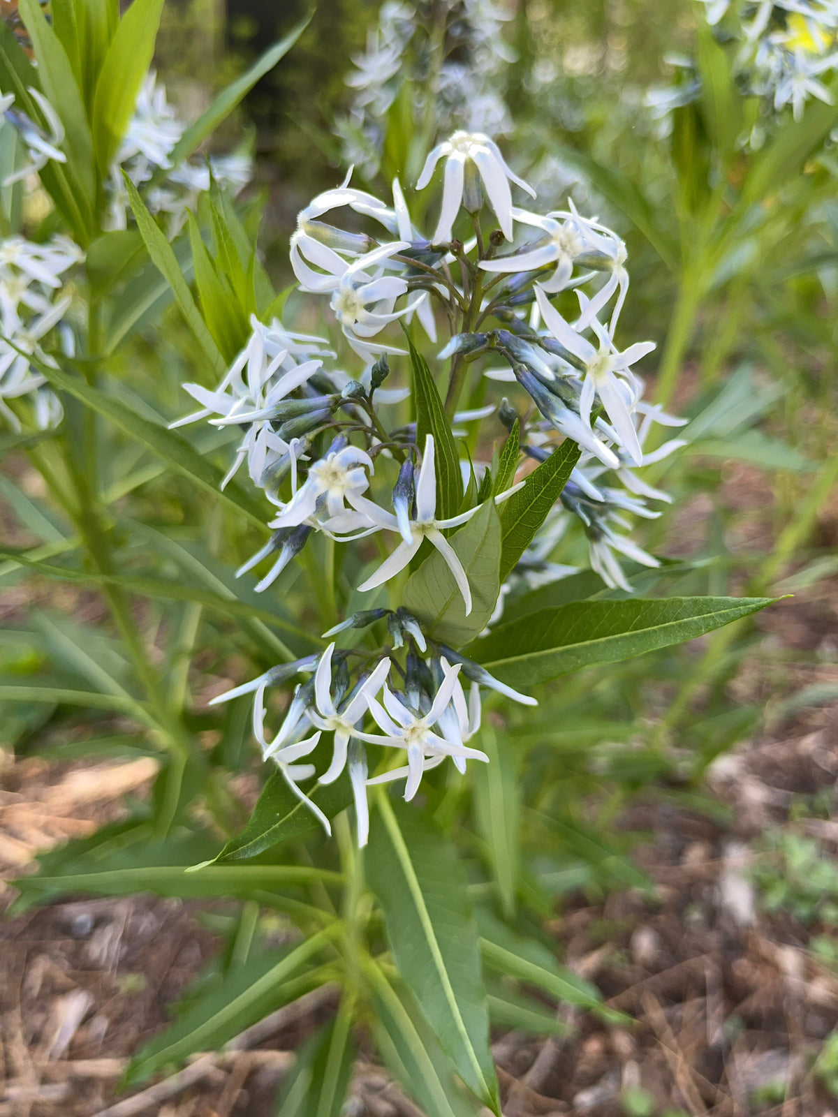 Amsonia tabernaemontana