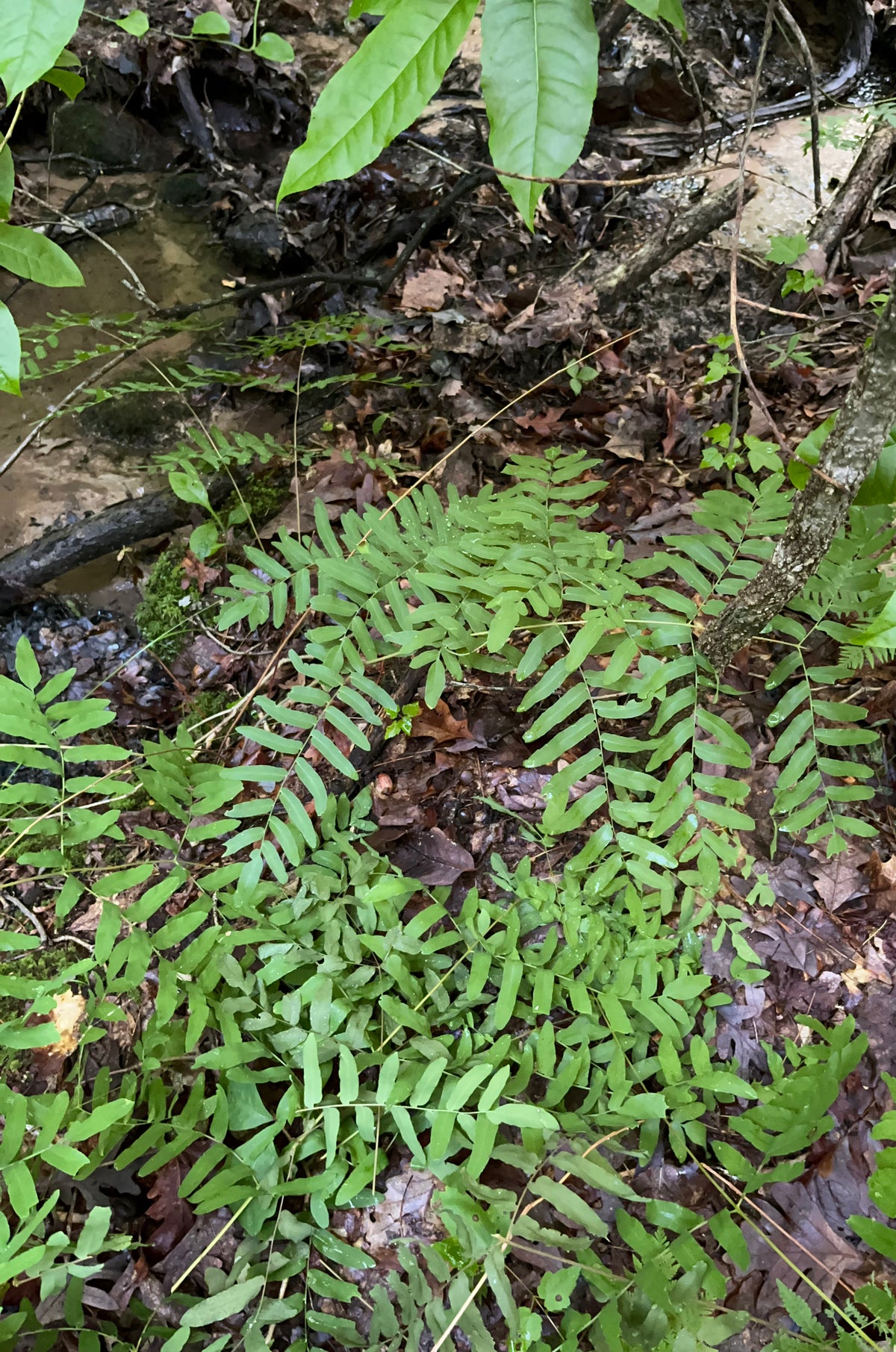 Osmunda spectabilis