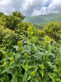 Diervilla sessilifolia