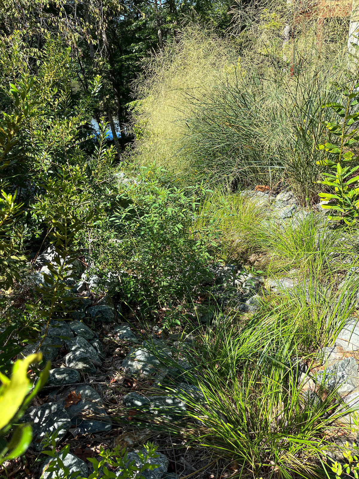 Panicum virgatum 'Cloud Nine'