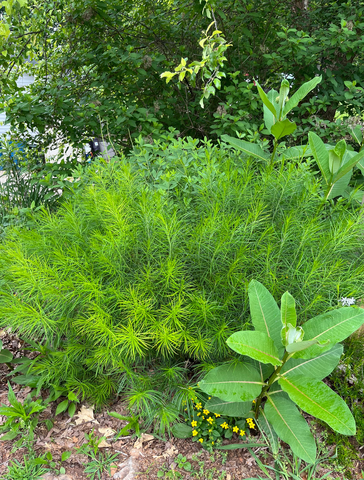 Amsonia hubrichtii