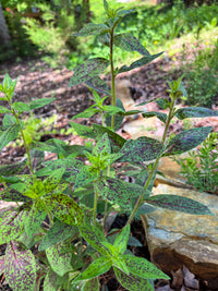 Oenothera tetrogona