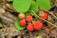 Fragaria virginiana