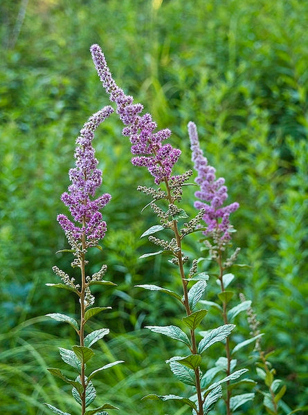 Spiraea tomentosa