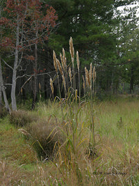 Erianthus alopecuroides