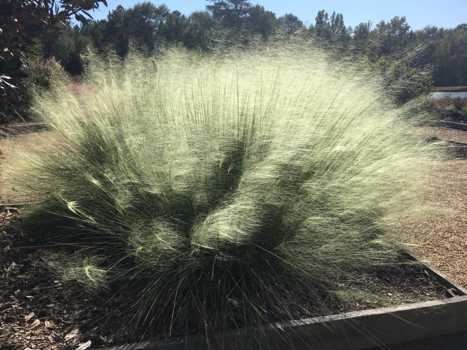 Muhlenbergia capillaris 'White Cloud' / White Cloud Muhly Grass (Grass Family)