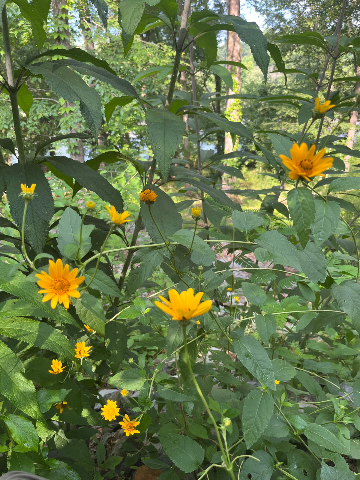 Heliopsis helianthoides