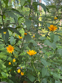 Heliopsis helianthoides