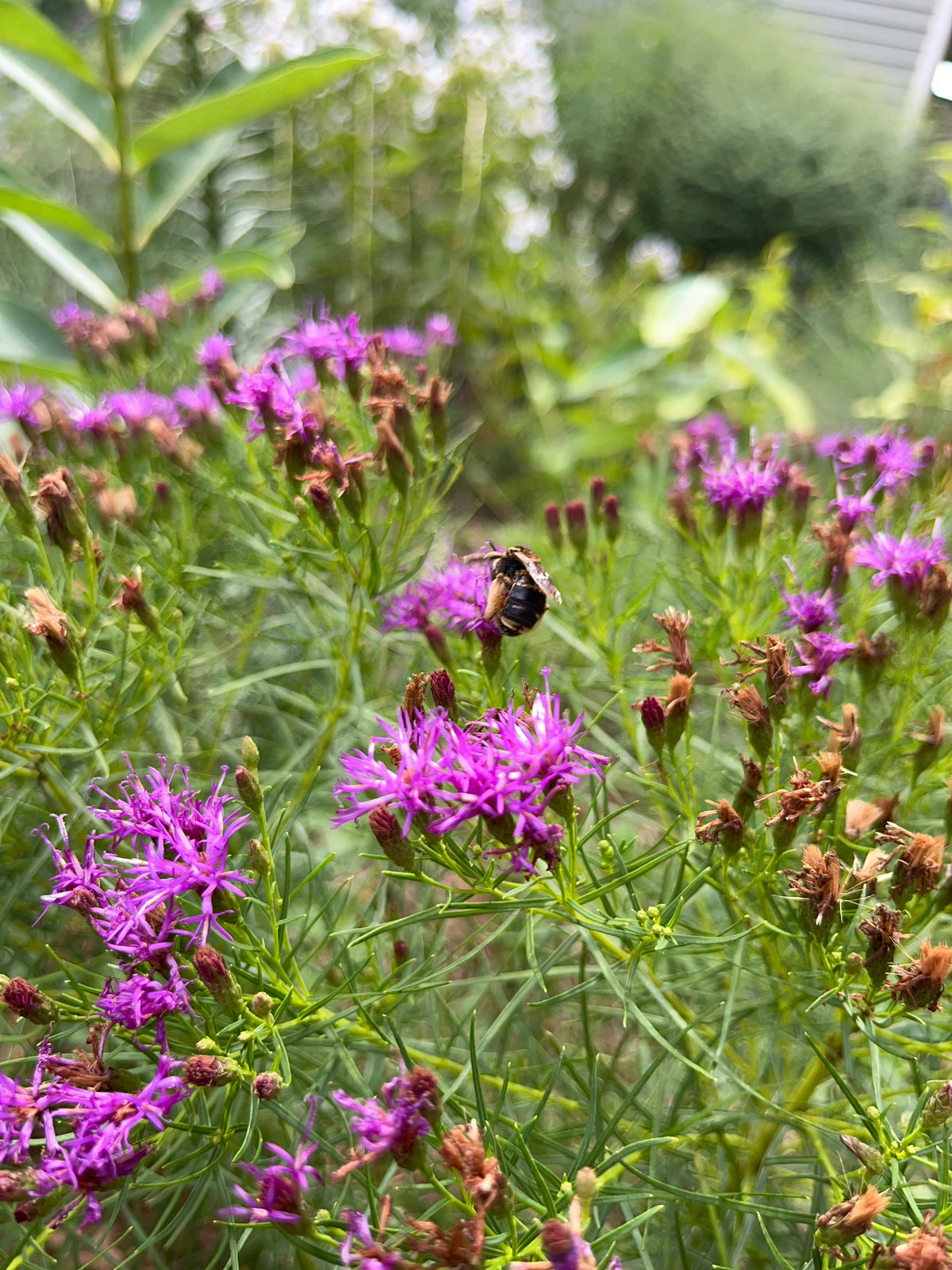 Vernonia lettermanni