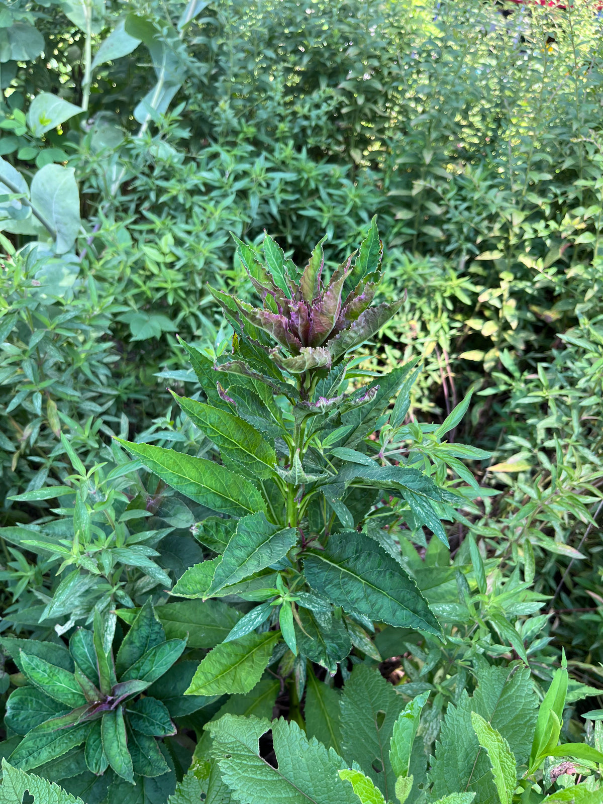 Lobelia cardinalis