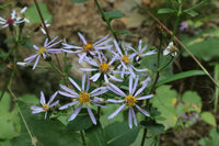 Symphyotrichum cordifolium