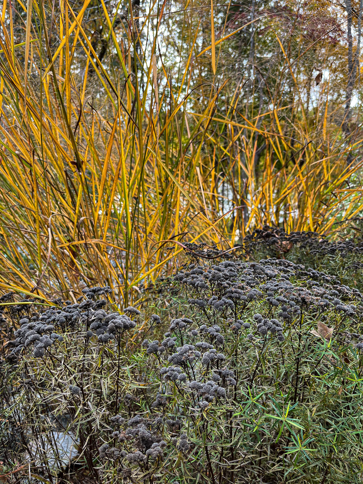 Panicum virgatum 'Cloud Nine'