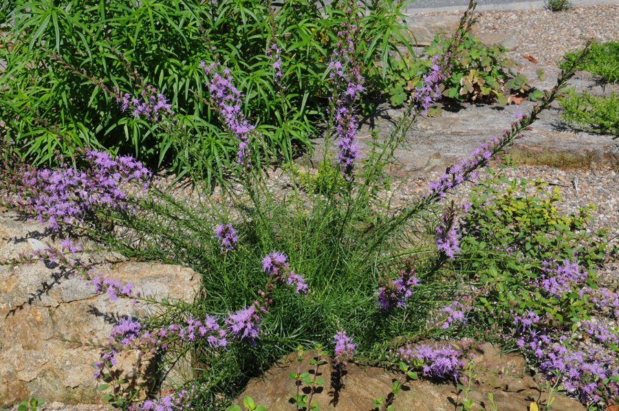 Liatris microcephala