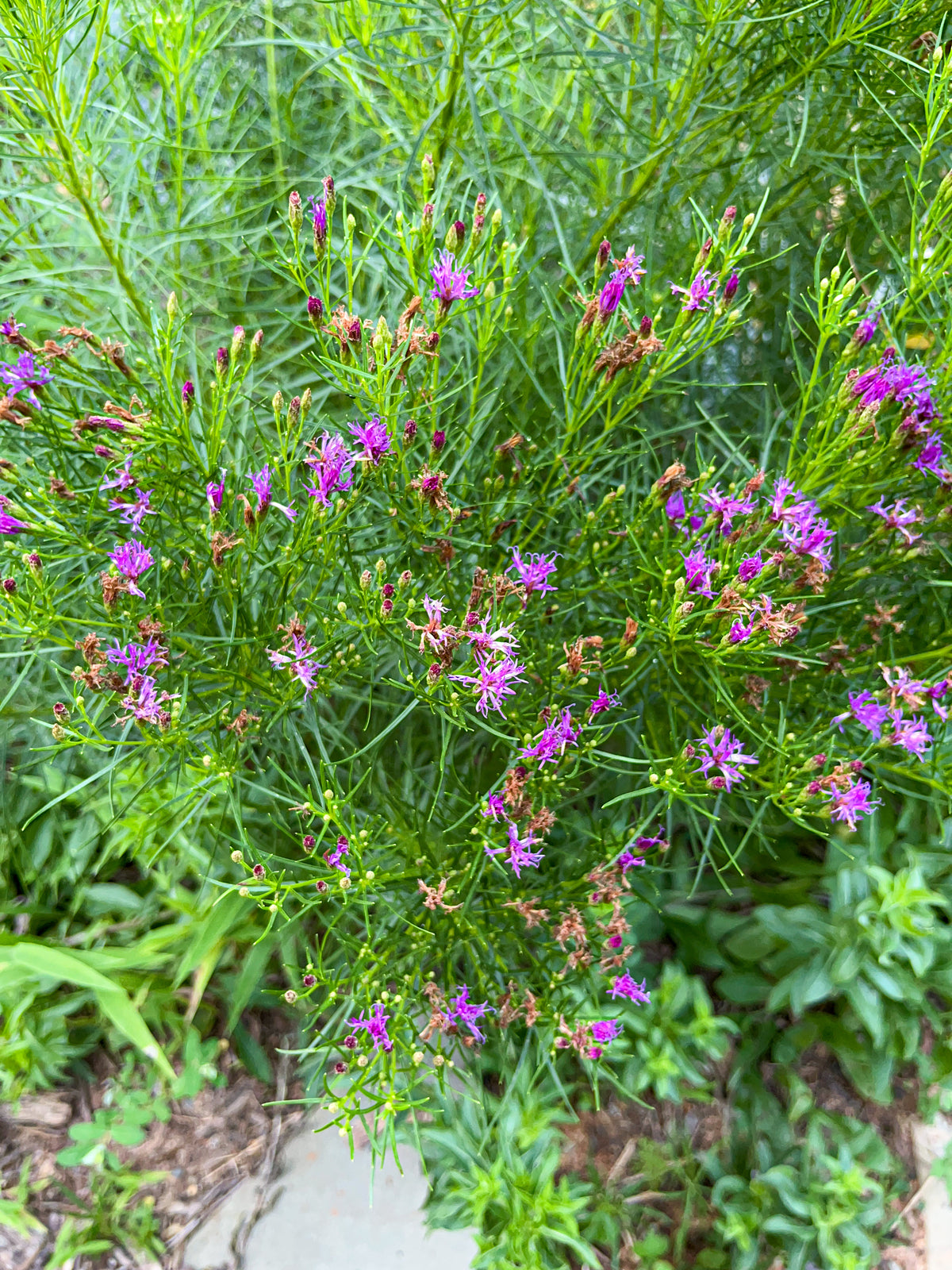 Vernonia lettermanni