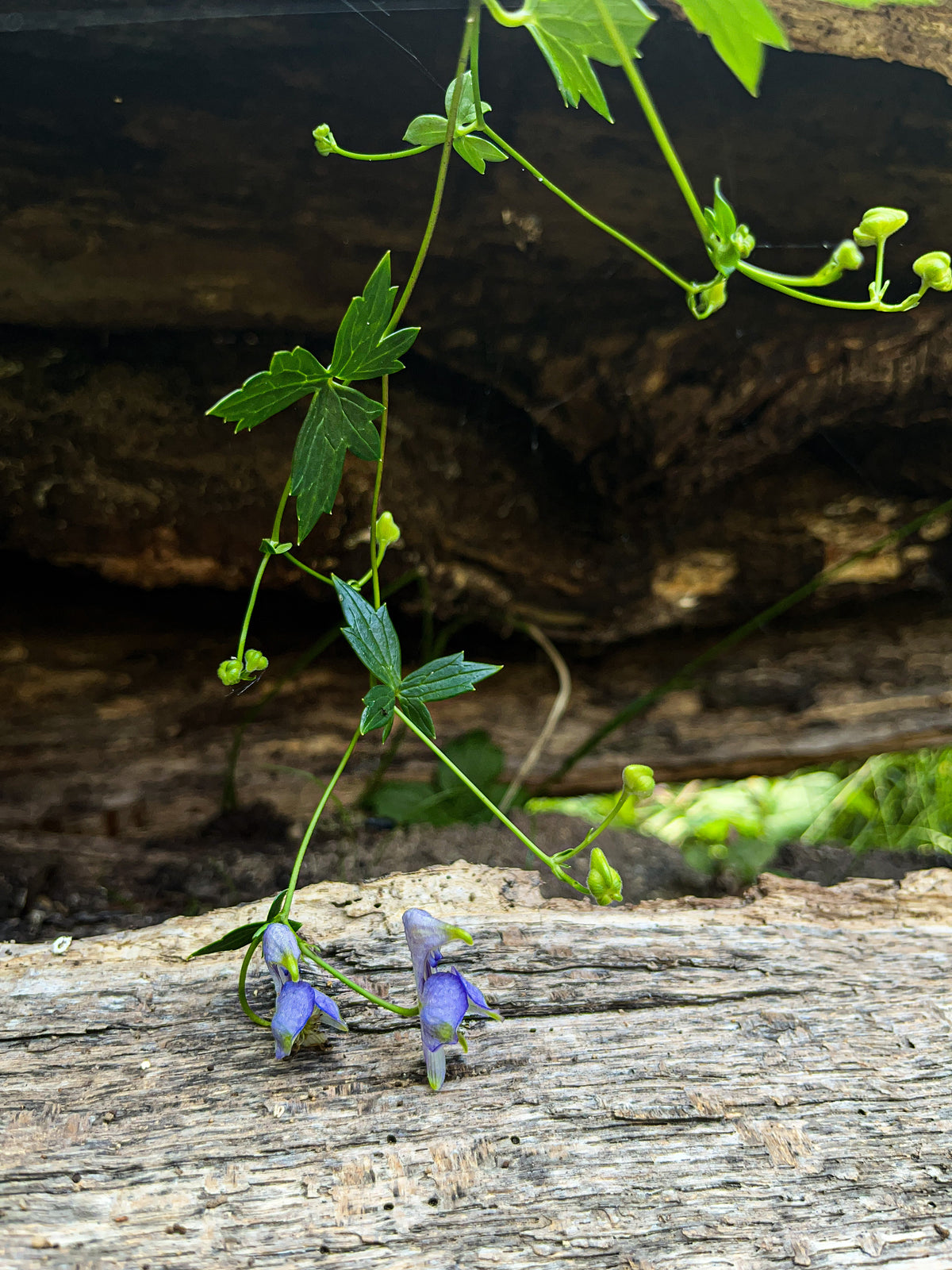 Aconitum uncinatum