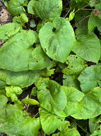 Symphyotrichum cordifolium