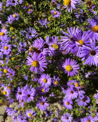 Symphyotrichum oblongifolium ‘October Skies’