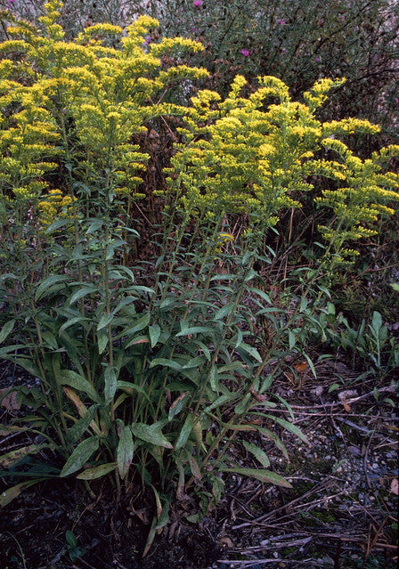 Solidago nemoralis