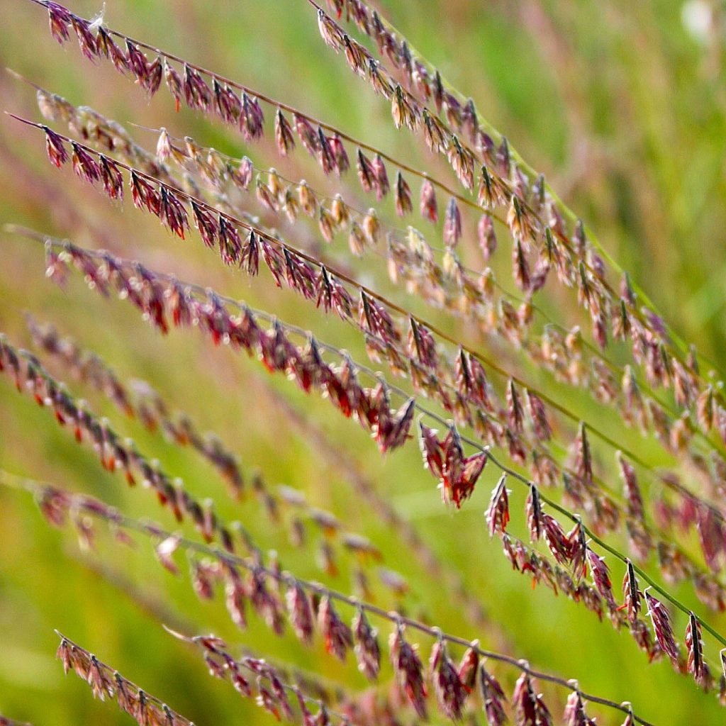 Bouteloua curtipendula