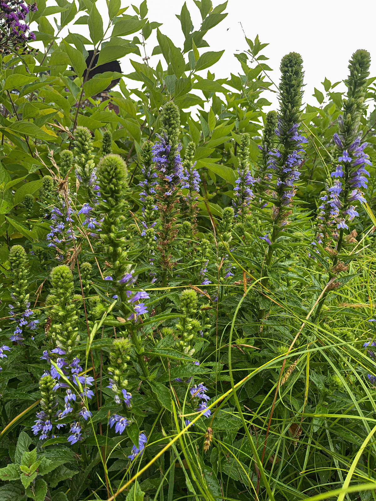 Lobelia siphilitica