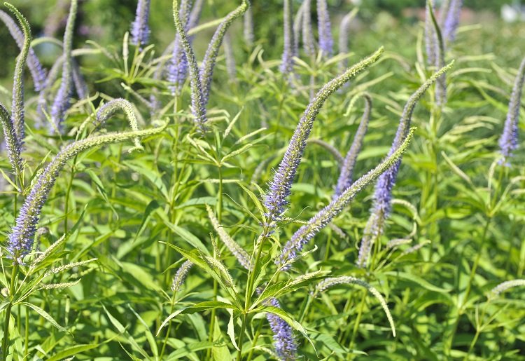 Veronicastrum virginicum var. caeruleum