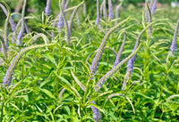 Veronicastrum virginicum var. caeruleum