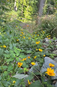 Heliopsis helianthoides