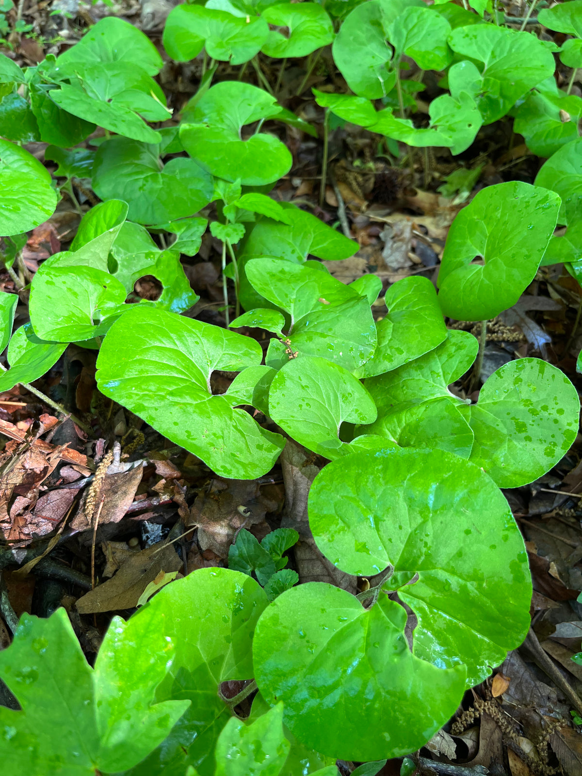 Asarum canadense