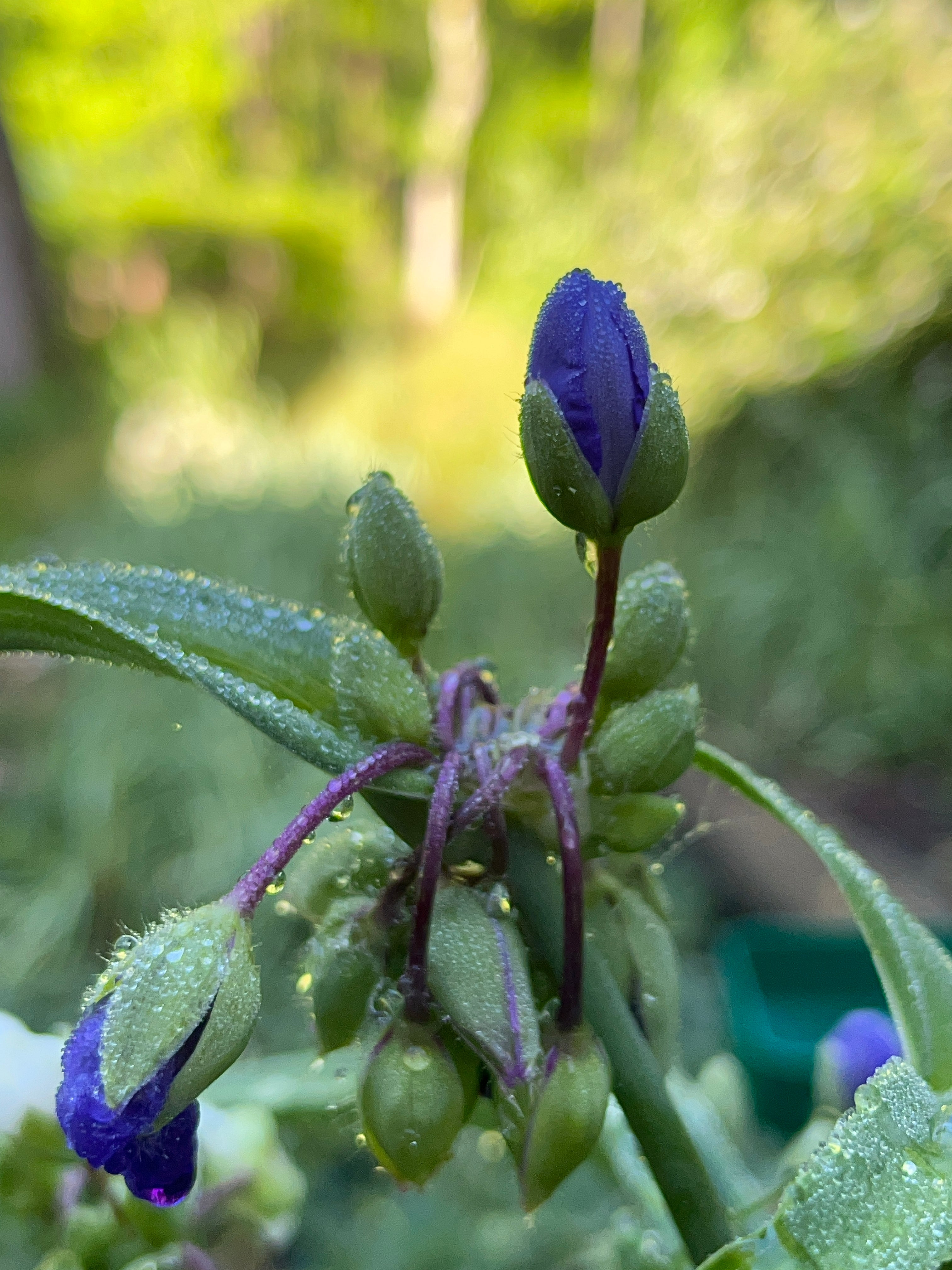 Tradescantia virginiana – Flower of Carolina