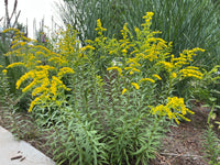 Solidago juncea