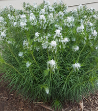 Amsonia hubrichtii