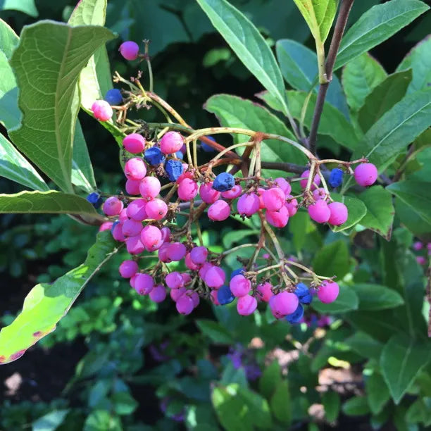 Viburnum nudum