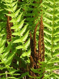 Osmunda cinnamomea