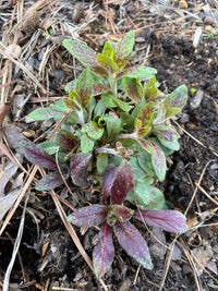 Oenothera tetrogona