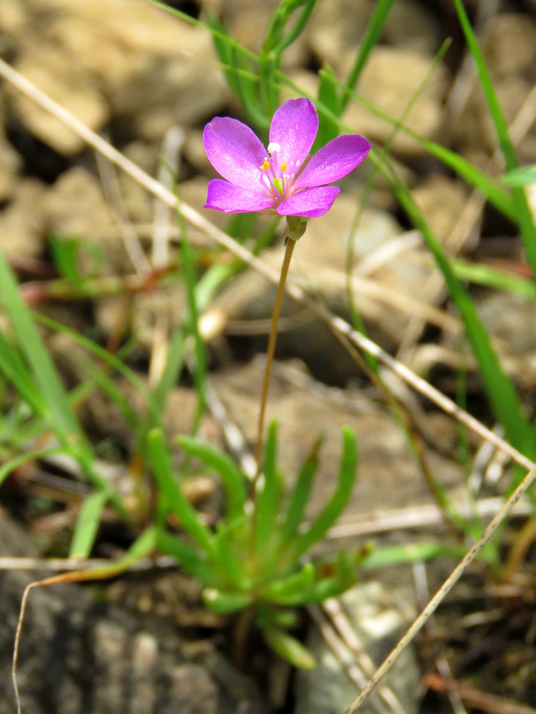 Phemeranthus teretifolius